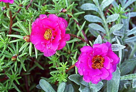moss rose